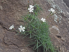 Dianthus basuticus basuticus