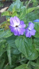 Browallia americana