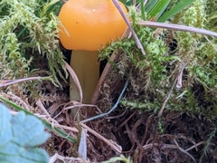 Hygrocybe ceracea