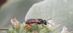 Sphecodes