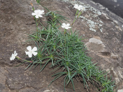 Dianthus basuticus basuticus
