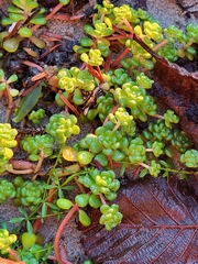 Sedum oreganum