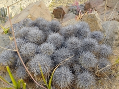 Copiapoa coquimbana