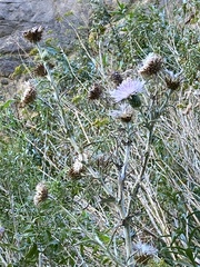 Cirsium mohavense