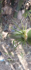 Bambusoideae