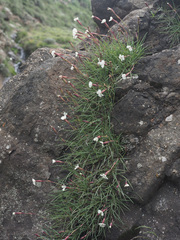 Dianthus basuticus basuticus