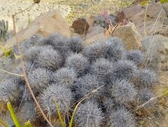 Copiapoa coquimbana