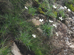 Dianthus basuticus basuticus