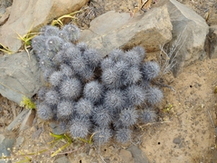 Copiapoa coquimbana