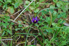 Romulea linaresii