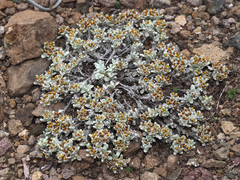 Helichrysum lineatum