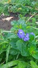 Browallia americana