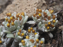 Helichrysum lineatum
