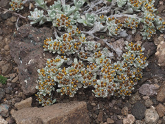 Helichrysum lineatum