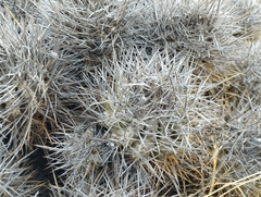 Copiapoa coquimbana