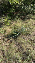 Yucca pallida