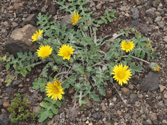 Arctotis arctotoides