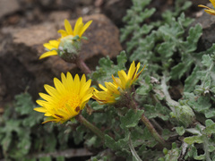 Arctotis arctotoides