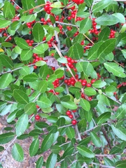 Ilex