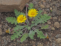 Arctotis arctotoides