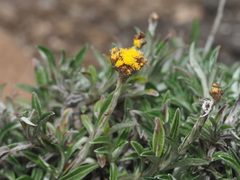 Helichrysum
