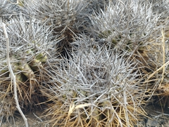 Copiapoa coquimbana
