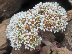 Crassula setulosa