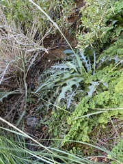 Cirsium mohavense