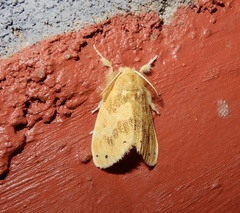 Artaxa guttata