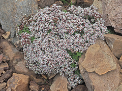 Crassula setulosa