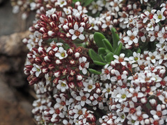 Crassula setulosa