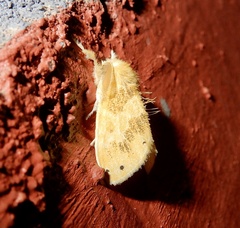 Artaxa guttata