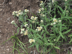 Pseudognaphalium