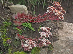 Crassula natalensis