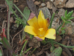 Romulea macowanii