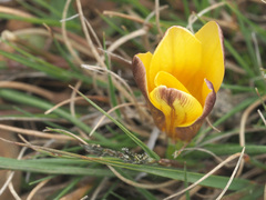 Romulea macowanii