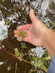 Ludwigia repens