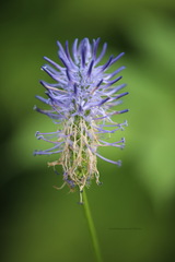 Phyteuma persicifolium