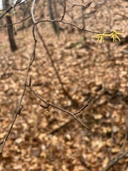 Hamamelis