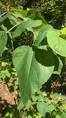 Clerodendrum trichotomum
