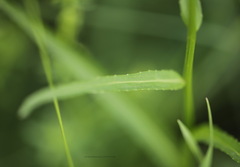 Phyteuma persicifolium