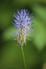 Phyteuma persicifolium