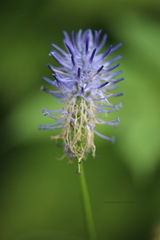 Phyteuma persicifolium