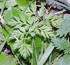 Anthriscus caucalis