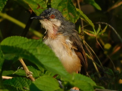 Prinia socialis