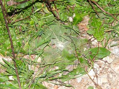 Verbascum pulverulentum