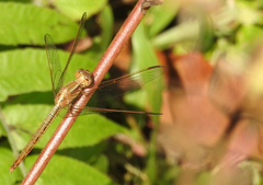 Neurothemis intermedia