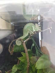 Chamaeleo
