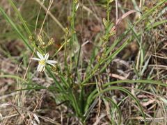 Chlorophytum cooperi