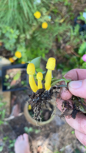 Leucocoprinus birnbaumii image